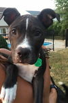 Huck