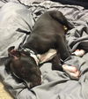 Huck