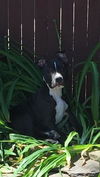 Huck