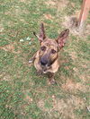 Maisley