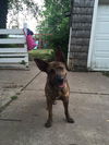 Maisley