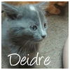 Deidre