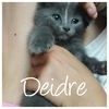 Deidre