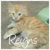 Reigns