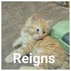 Reigns