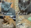 Kittens!
