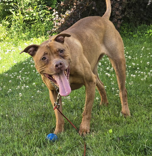Rosie - Photo 5