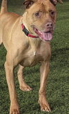 Rosie - Photo 2