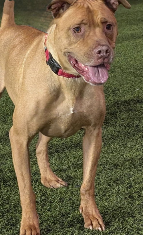 ROSIE - American Pit Bull Terrier available for adoption
