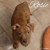 Rosie