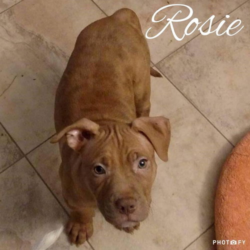 Rosie - Photo 9