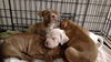 Jetson Puppies