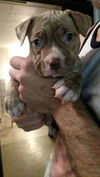 Jetson Puppies