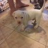 Jetson Puppies