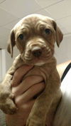 Jetson Puppies