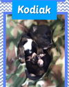 Kodiak