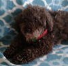 Maisy