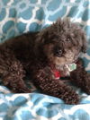Maisy