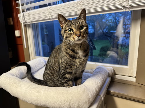 Bruno, an adoptable Domestic Short Hair in Tonawanda, NY