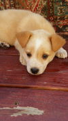 Gordie