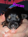 Pecan
