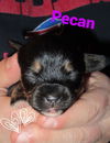 Pecan