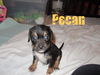 Pecan