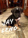 Jay Leno
