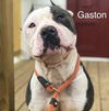 Gaston