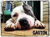 Gaston