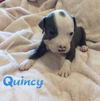 Quincy