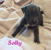 Sally