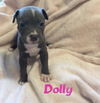 Dolly