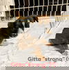 Gitta