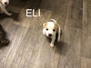 Eli