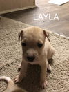 Layla