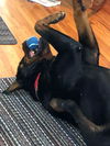 Huckleberry Grizz