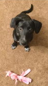 Greta