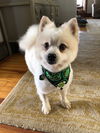 Floyd