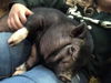 Willow the Pig