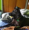 Knox