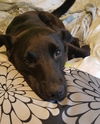 Knox