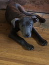 Jax