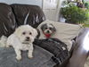 Mandy and Molly