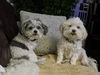 Mandy and Molly
