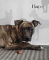 Harper