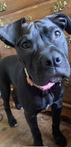 Athena