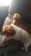 Coco and Precious