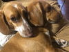 Coco and Precious