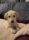 Chloe